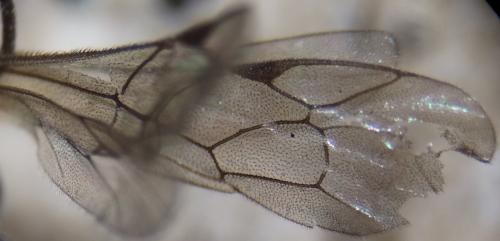 Réf. 328 215 : Schizopyga circulator